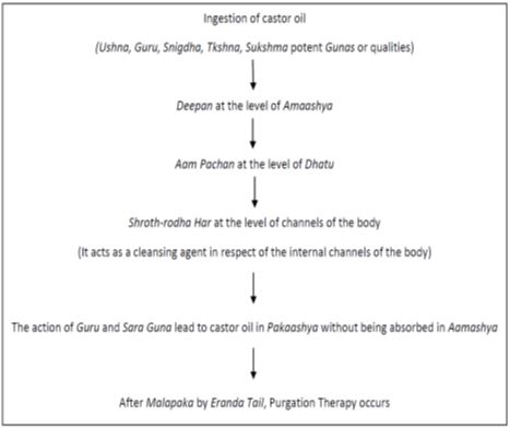 Therapeutic aspects of Eranda Tail (Oil of Ricinus Communis)
