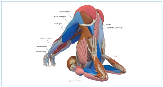 Science of Yoga: Understand the Anatomy and Physiology to Perfect Your –  E-books Max30